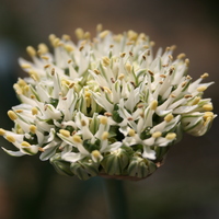 Allium orientale  Photo: A. Hoog